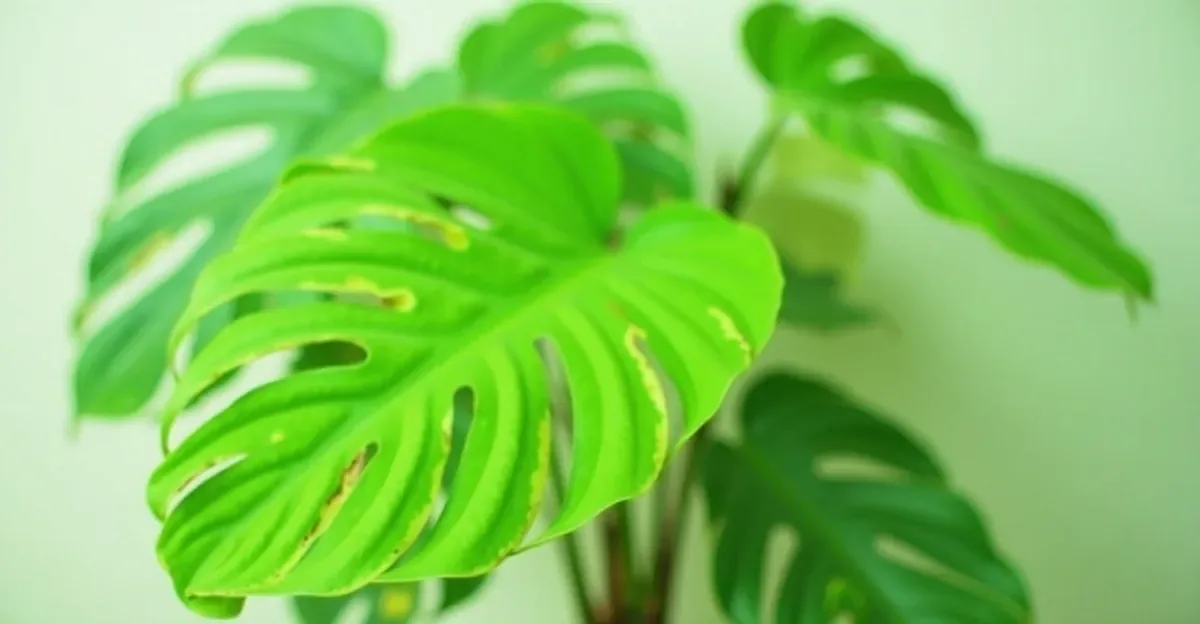 Jak często podlewać monsterę? Porady i zasady pielęgnacji