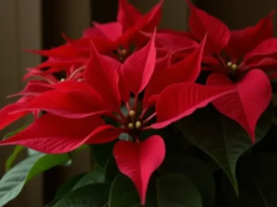 Gwiazdę Betlejemską – Jak Przechować i Zakwitnąć Na Nowo