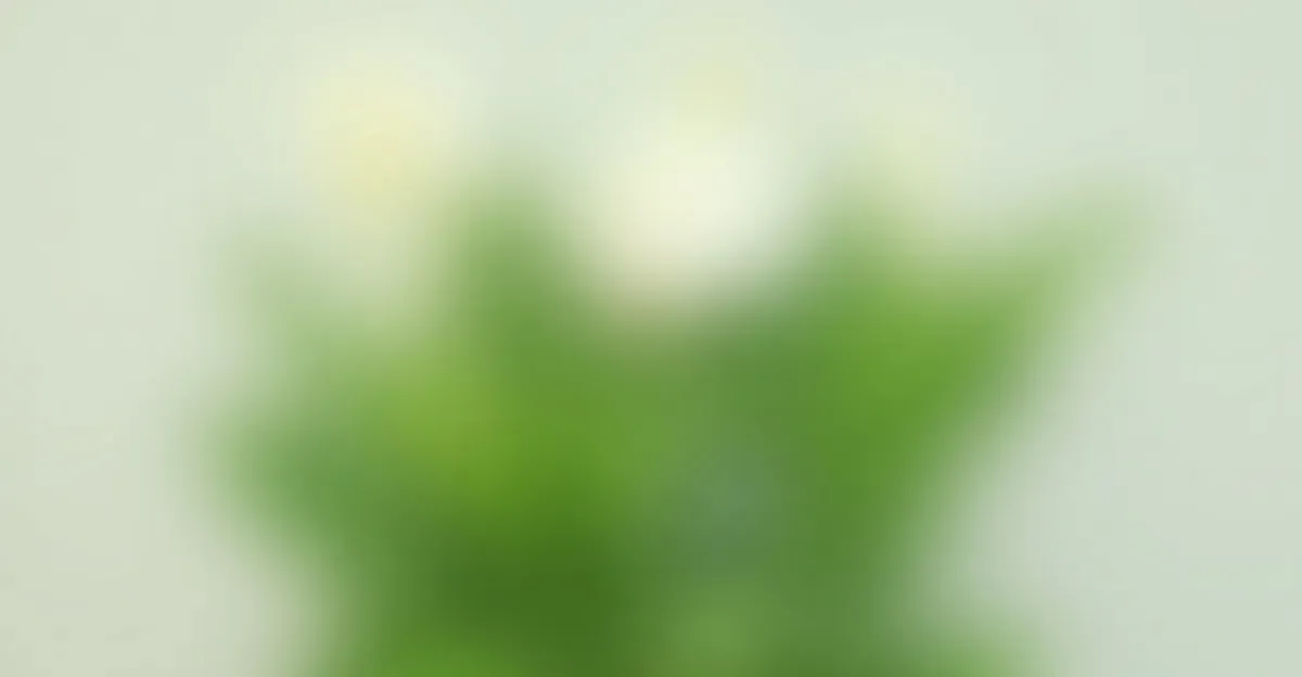 Kalia Doniczkowa – Jak Pielęgnować Tę Wymagającą Roślinę?